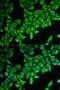 Death-associated protein 1 antibody, orb247288, Biorbyt, Immunofluorescence image 