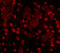 Alpha-ketoglutarate-dependent dioxygenase FTO antibody, A00219, Boster Biological Technology, Immunofluorescence image 