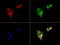 10-FTHFDH antibody, LS-C796716, Lifespan Biosciences, Immunofluorescence image 