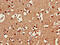 Serine Racemase antibody, CSB-PA022691LA01HU, Cusabio, Immunohistochemistry frozen image 