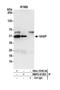 Vasodilator Stimulated Phosphoprotein antibody, NBP2-41363, Novus Biologicals, Western Blot image 