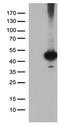 CUGBP Elav-like family member 6 antibody, TA811938, Origene, Western Blot image 