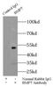 Bone Morphogenetic Protein 7 antibody, FNab00920, FineTest, Immunoprecipitation image 