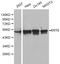 Keratin 8 antibody, LS-C192279, Lifespan Biosciences, Western Blot image 