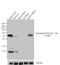 Cytochrome P450 Family 3 Subfamily A Member 5 antibody, GTX15837, GeneTex, Western Blot image 