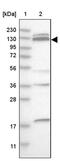 Solute Carrier Family 38 Member 10 antibody, PA5-55129, Invitrogen Antibodies, Western Blot image 