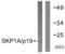 S-Phase Kinase Associated Protein 1 antibody, LS-B7623, Lifespan Biosciences, Western Blot image 