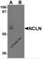 Nicalin antibody, 6789, ProSci, Western Blot image 