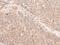 Keratinocyte Differentiation Factor 1 antibody, PA5-68418, Invitrogen Antibodies, Immunohistochemistry frozen image 