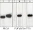 Phospholipase C-gamma-1 antibody, PP1491, ECM Biosciences, Western Blot image 