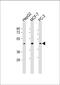 Protein C9orf140 antibody, MBS9216882, MyBioSource, Western Blot image 