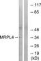 Mitochondrial Ribosomal Protein L4 antibody, TA315442, Origene, Western Blot image 