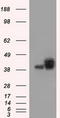 Basigin (Ok Blood Group) antibody, TA501212, Origene, Western Blot image 