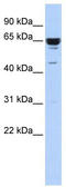 Zinc Finger Protein 587 antibody, TA345462, Origene, Western Blot image 