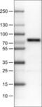 SRY-Box 9 antibody, NBP2-52943, Novus Biologicals, Western Blot image 