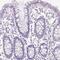 Protein disulfide-isomerase A2 antibody, HPA053492, Atlas Antibodies, Immunohistochemistry frozen image 