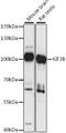 Kinesin-like protein KIF3B antibody, 16-215, ProSci, Western Blot image 