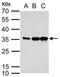 mCherry Tag  antibody, NBP2-43720, Novus Biologicals, Western Blot image 