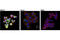 FGFR-2 antibody, 23328S, Cell Signaling Technology, Immunocytochemistry image 