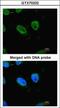 RB Binding Protein 4, Chromatin Remodeling Factor antibody, GTX70232, GeneTex, Immunocytochemistry image 