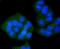 Vesicle Associated Membrane Protein 8 antibody, A02338-1, Boster Biological Technology, Immunocytochemistry image 