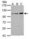 GRIP1 Associated Protein 1 antibody, GTX122295, GeneTex, Western Blot image 