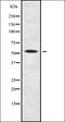 Myogenin antibody, orb378189, Biorbyt, Western Blot image 