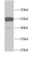 GDI1 antibody, FNab03404, FineTest, Western Blot image 