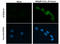 HIF-2-alpha antibody, GTX30114, GeneTex, Immunocytochemistry image 