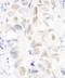 ANILLIN antibody, A301-406A, Bethyl Labs, Immunohistochemistry frozen image 