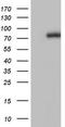Fas Associated Factor 1 antibody, TA804158S, Origene, Western Blot image 