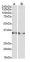 Lactate Dehydrogenase B antibody, orb178383, Biorbyt, Western Blot image 