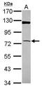 SAT antibody, GTX107427, GeneTex, Western Blot image 