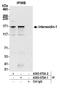 Intersectin 1 antibody, A303-075A, Bethyl Labs, Immunoprecipitation image 
