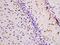 Nitric Oxide Synthase 1 antibody, orb221790, Biorbyt, Immunohistochemistry paraffin image 
