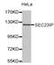SEC23 Interacting Protein antibody, LS-C332530, Lifespan Biosciences, Western Blot image 