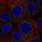 Fas Associated Factor Family Member 2 antibody, NBP2-57046, Novus Biologicals, Immunofluorescence image 