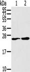 Calcium release-activated calcium channel protein 1 antibody, TA350772, Origene, Western Blot image 