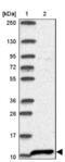 S100 Calcium Binding Protein A2 antibody, NBP2-38959, Novus Biologicals, Western Blot image 