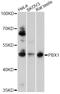 PBX Homeobox 1 antibody, LS-C330800, Lifespan Biosciences, Western Blot image 