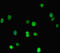MORC Family CW-Type Zinc Finger 1 antibody, LS-C678674, Lifespan Biosciences, Immunofluorescence image 