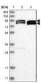Dynamin-like 120 kDa protein, mitochondrial antibody, NBP2-48669, Novus Biologicals, Western Blot image 