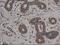 Carboxypeptidase A1 antibody, TA500170, Origene, Immunohistochemistry paraffin image 