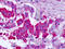 Glutamate Metabotropic Receptor 7 antibody, TA340762, Origene, Immunohistochemistry frozen image 