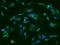Rac/Cdc42 Guanine Nucleotide Exchange Factor 6 antibody, 205167-T02, Sino Biological, Immunohistochemistry frozen image 
