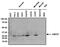 Heat Shock Protein Family B (Small) Member 1 antibody, MA3-015, Invitrogen Antibodies, Western Blot image 