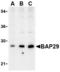 B Cell Receptor Associated Protein 29 antibody, TA306279, Origene, Western Blot image 