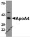 Apolipoprotein A4 antibody, 6269, ProSci Inc, Western Blot image 