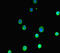 ASIP antibody, orb41653, Biorbyt, Immunocytochemistry image 