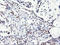 MEP antibody, LS-C173556, Lifespan Biosciences, Immunohistochemistry frozen image 